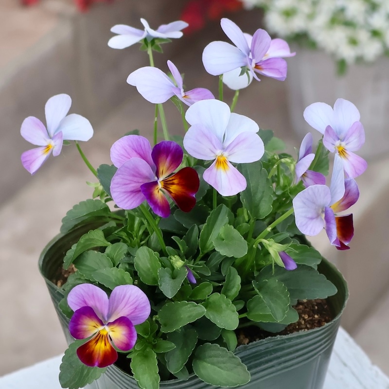 画像の現品1点限り☆ゲブラさん育種の個性派ビオラ「アマゾネス」60番