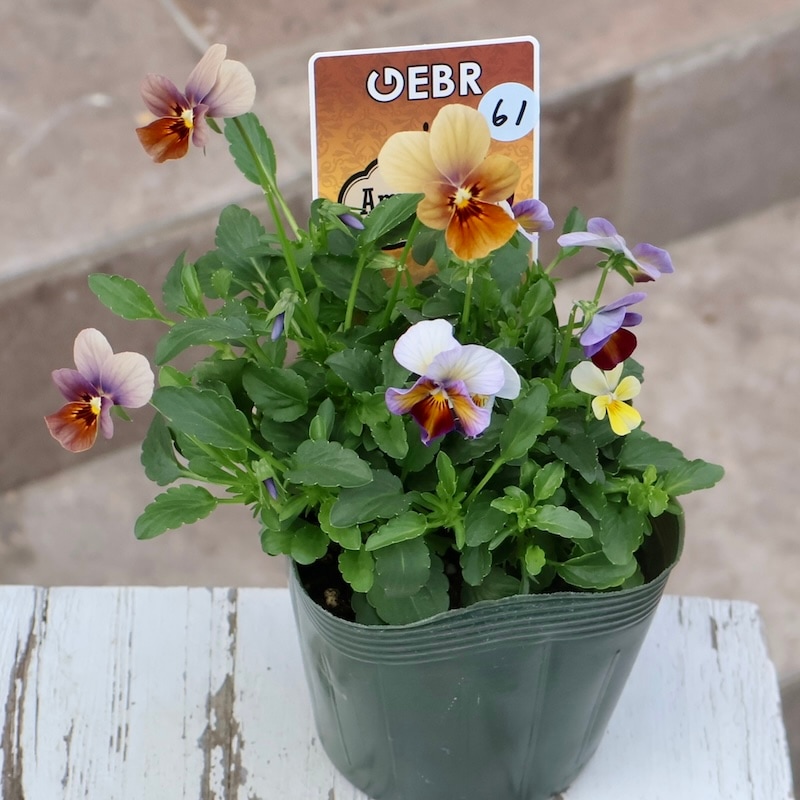 画像の現品1点限り☆ゲブラさん育種の個性派ビオラ「アマゾネス」61番