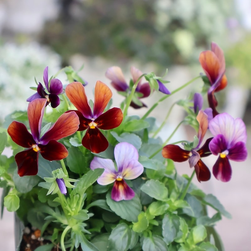 画像の現品1点限り☆ゲブラさん育種の個性派ビオラ「アマゾネス」62番