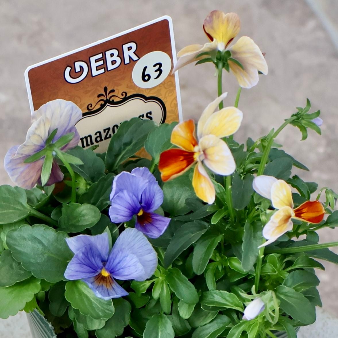 画像の現品1点限り☆ゲブラさん育種の個性派ビオラ「アマゾネス」63番