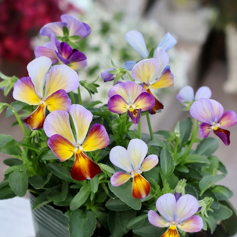 画像の現品1点限り☆ゲブラさん育種の個性派ビオラ「アマゾネス」64番