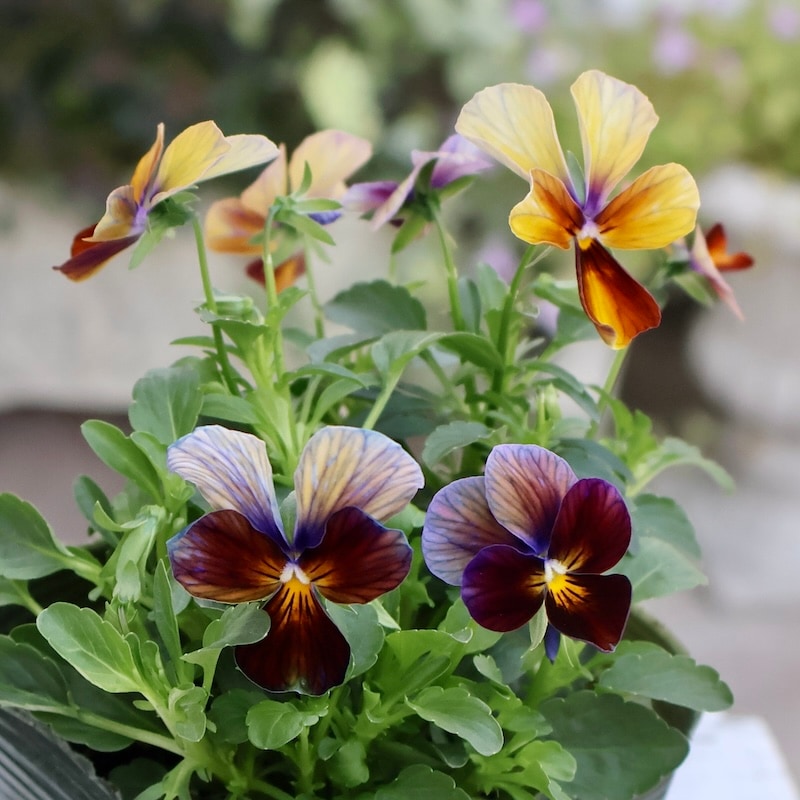 画像の現品1点限り☆ゲブラさん育種の個性派ビオラ「アマゾネス」65番