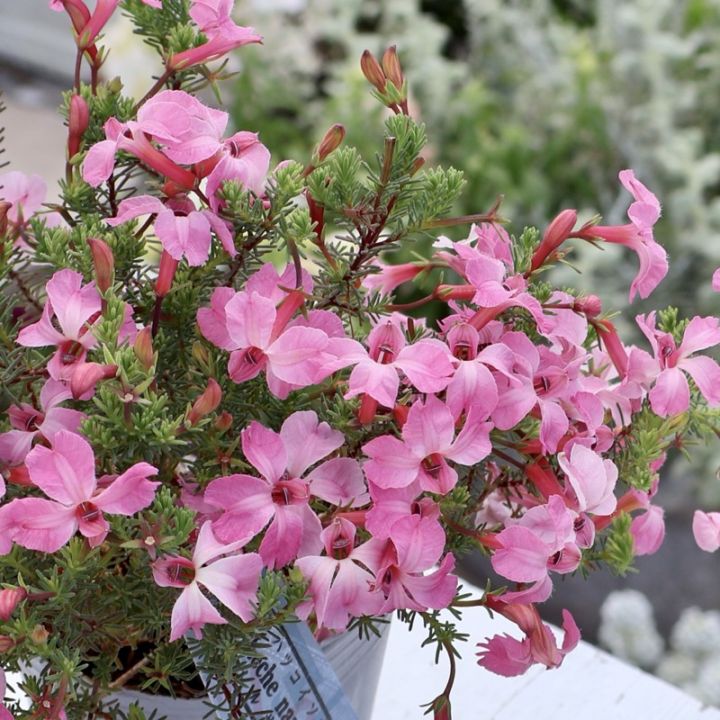 株分け可能な開花株♪初恋草「メルサクラ」(3号ポット苗)