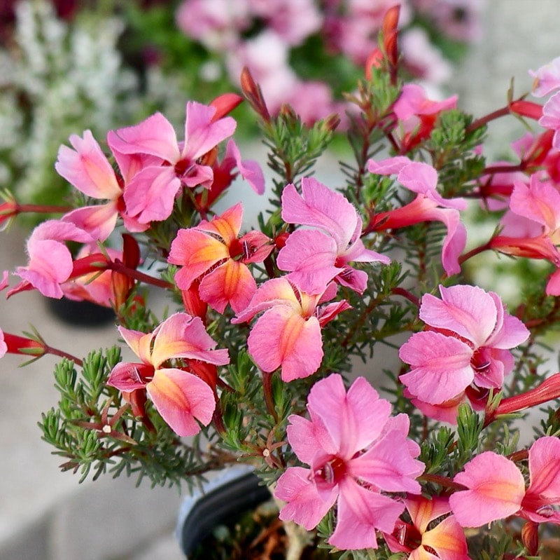 素敵な花苗とおしゃれなガーデニング雑貨｜ネット通販ショップ～風散歩～