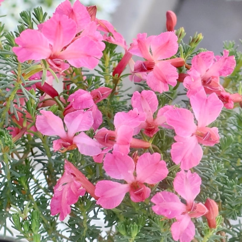 NEW☆株分け可能♪初恋草「メルサクラ」(3号ポット苗)