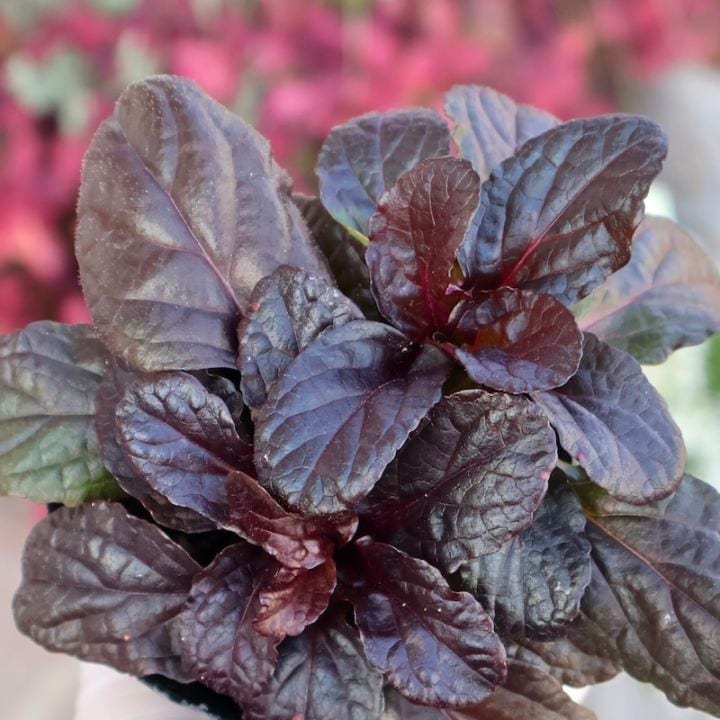 NEW☆レア品種☆アジュガ「レプタンス」