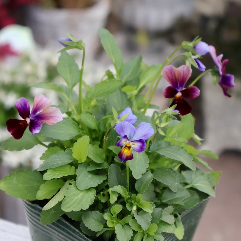 画像の現品1点限り☆ゲブラさん育種の個性派ビオラ「アマゾネス」66番