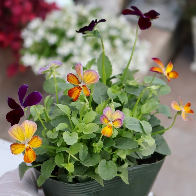 画像の現品1点限り☆ゲブラさん育種の個性派ビオラ「アマゾネス」67番