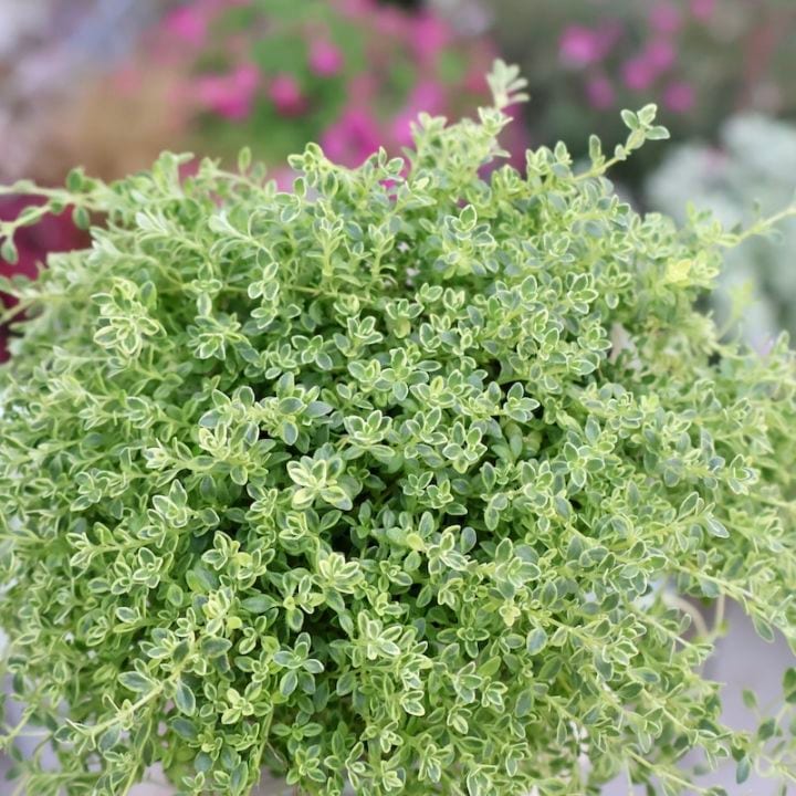 《ボリューム満点株》ミクロな葉が超かわい~♪クリーピングタイム「ハイランドクリーム」