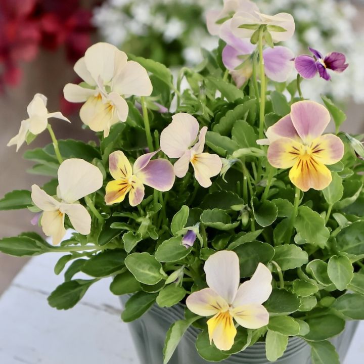 専用　フローレンス錦　抜き苗 専用 フローレンス錦 抜き苗 商品一覧｜ガーデニング雑貨と花苗