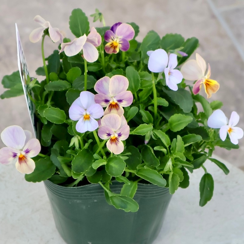 画像の現品1点限り☆ゲブラ育種ビオラ・ボリューム満点ミックス苗・2番