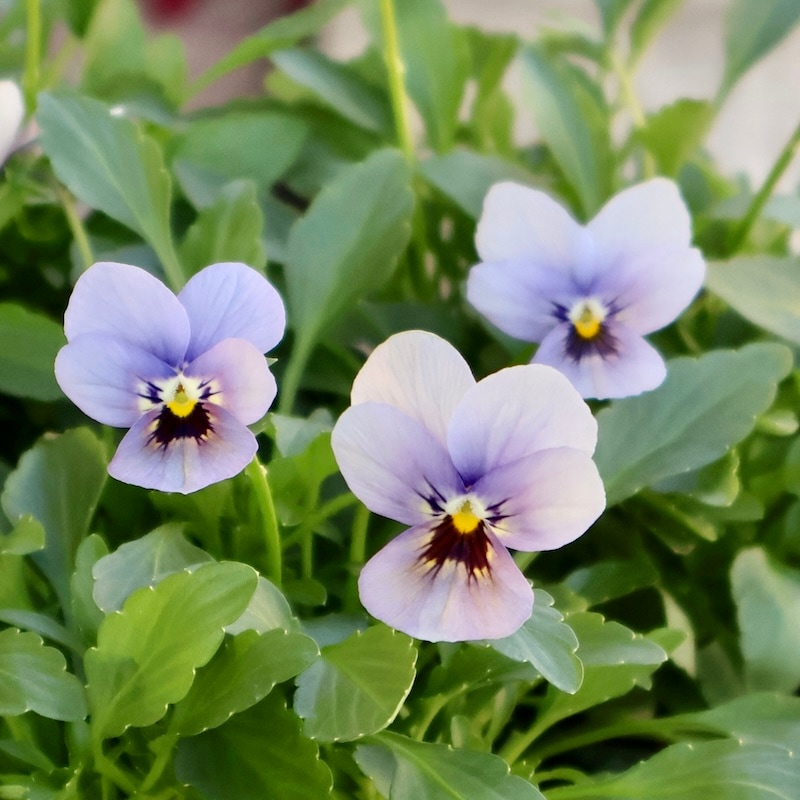 ゲブラナガトヨさん育種の「マリア」・2025年11月下旬ごろ販売開始