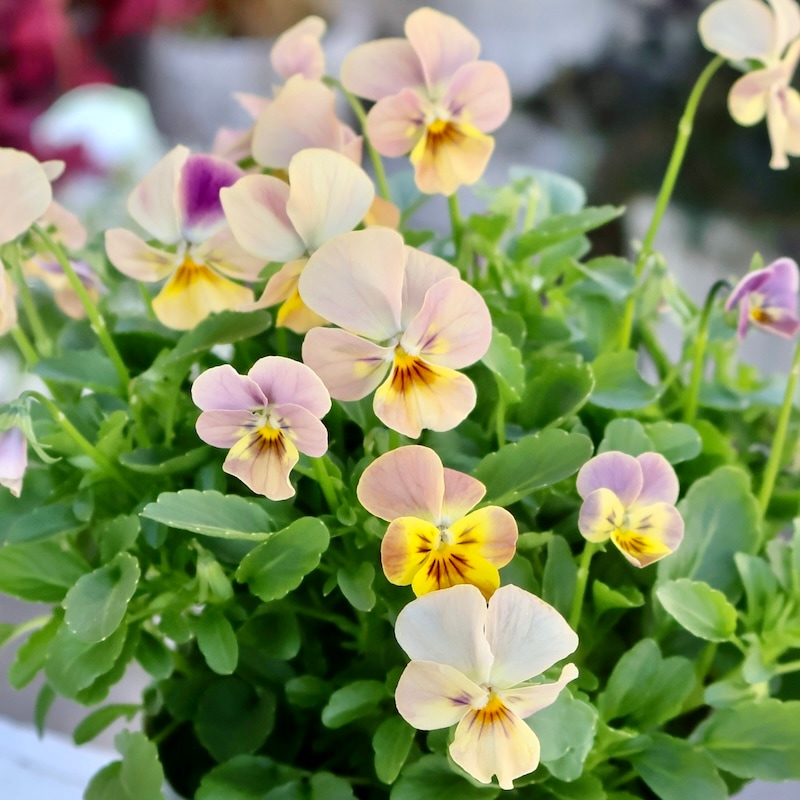 画像の現品1点限り☆ゲブラ育種ビオラ・ボリューム満点ミックス苗・3番