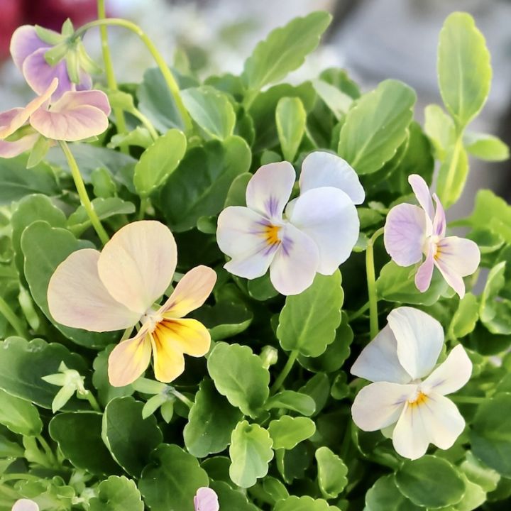 画像の現品1点限り☆ゲブラ育種ビオラ・ボリューム満点ミックス苗・4番