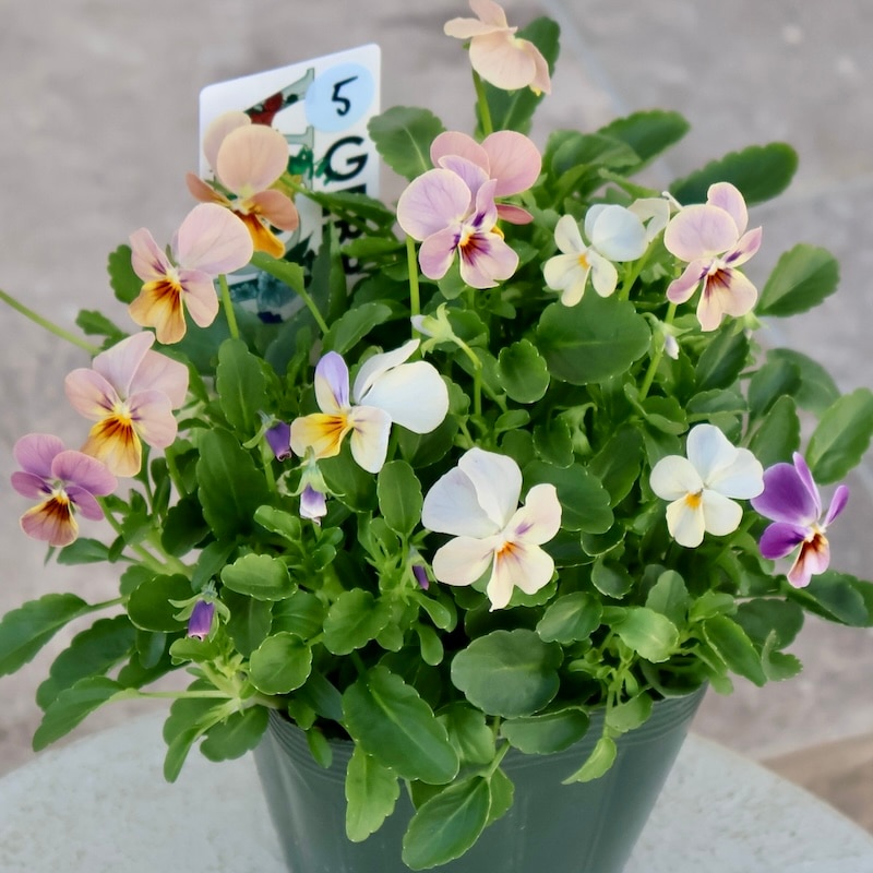 画像の現品1点限り☆ゲブラ育種ビオラ・ボリューム満点ミックス苗・5番