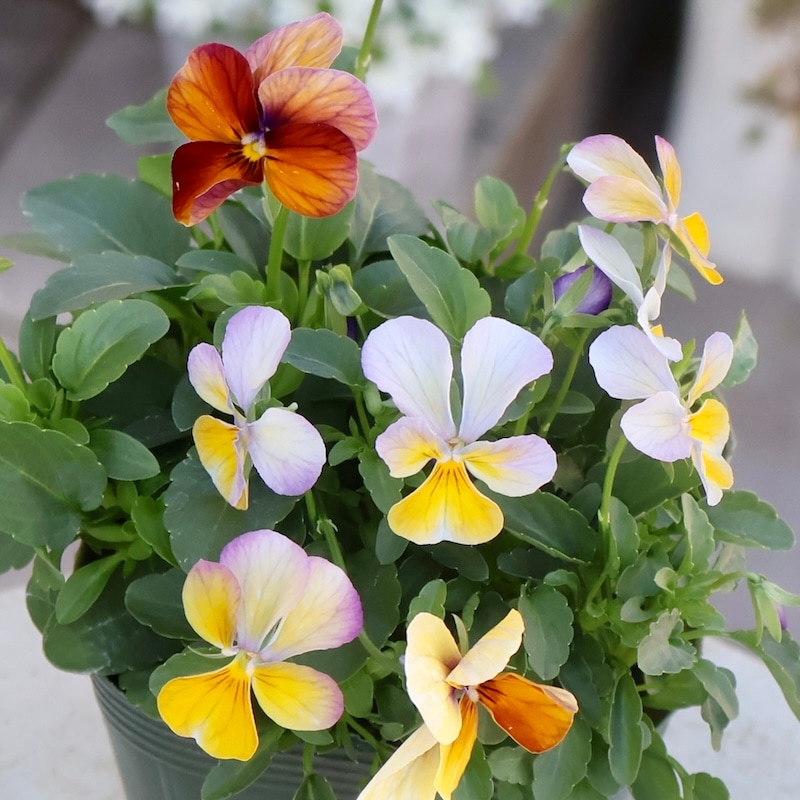 画像の現品1点限り☆ゲブラさん育種の個性派ビオラ「アマゾネス」68番