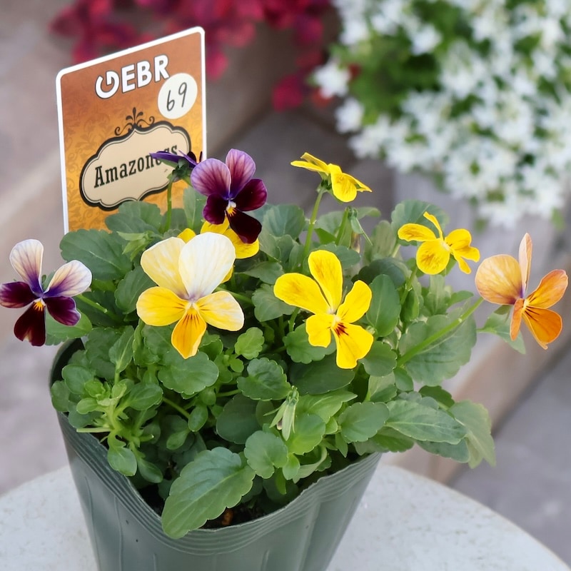 画像の現品1点限り☆ゲブラさん育種の個性派ビオラ「アマゾネス」69番