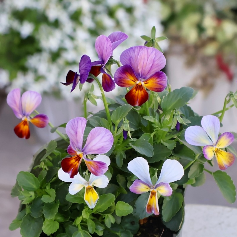 画像の現品1点限り☆ゲブラさん育種の個性派ビオラ「アマゾネス」70番