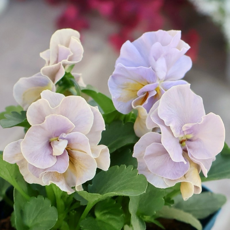 《希少な新品種》サトウ園芸さんのビオラ・プチトリアノン「ローランサングレー」【色幅・個体差の指定不可】