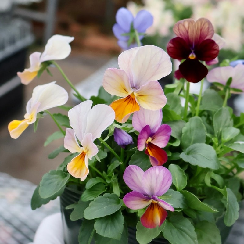 画像の現品1点限り☆ゲブラさん育種の個性派ビオラ「アマゾネス」71番