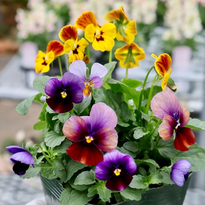 画像の現品1点限り☆ゲブラさん育種の個性派ビオラ「アマゾネス」72番