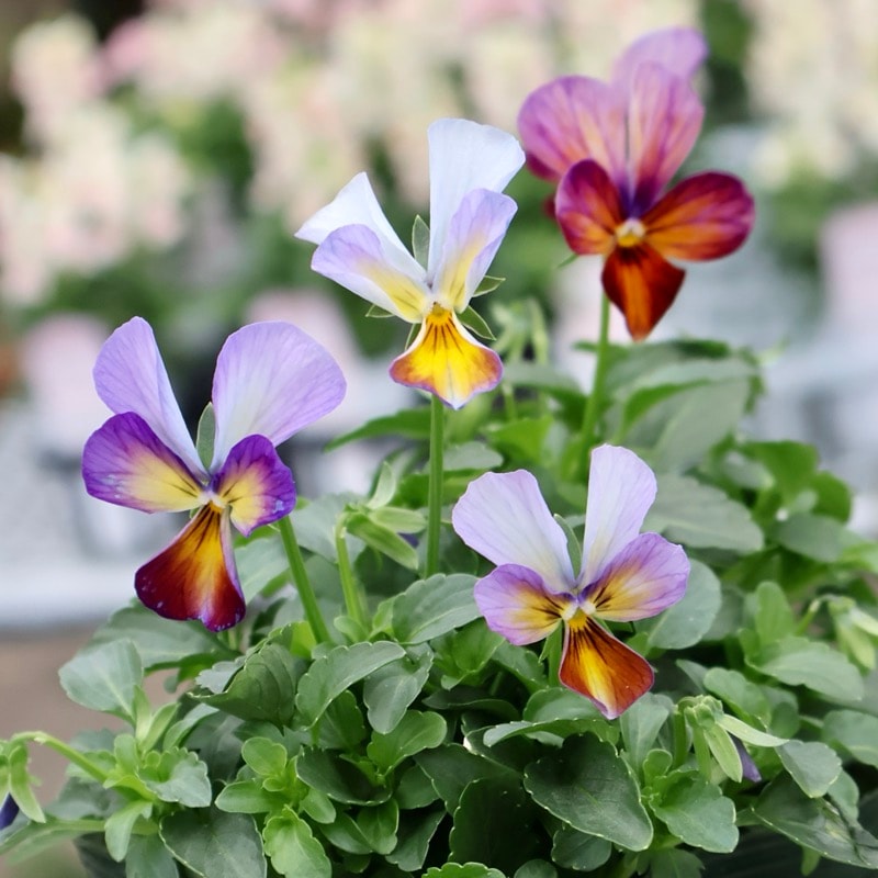 画像の現品1点限り☆ゲブラさん育種の個性派ビオラ「アマゾネス」73番