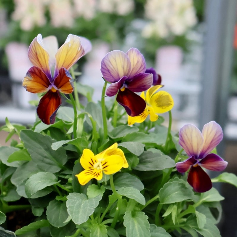 画像の現品1点限り☆ゲブラさん育種の個性派ビオラ「アマゾネス」74番