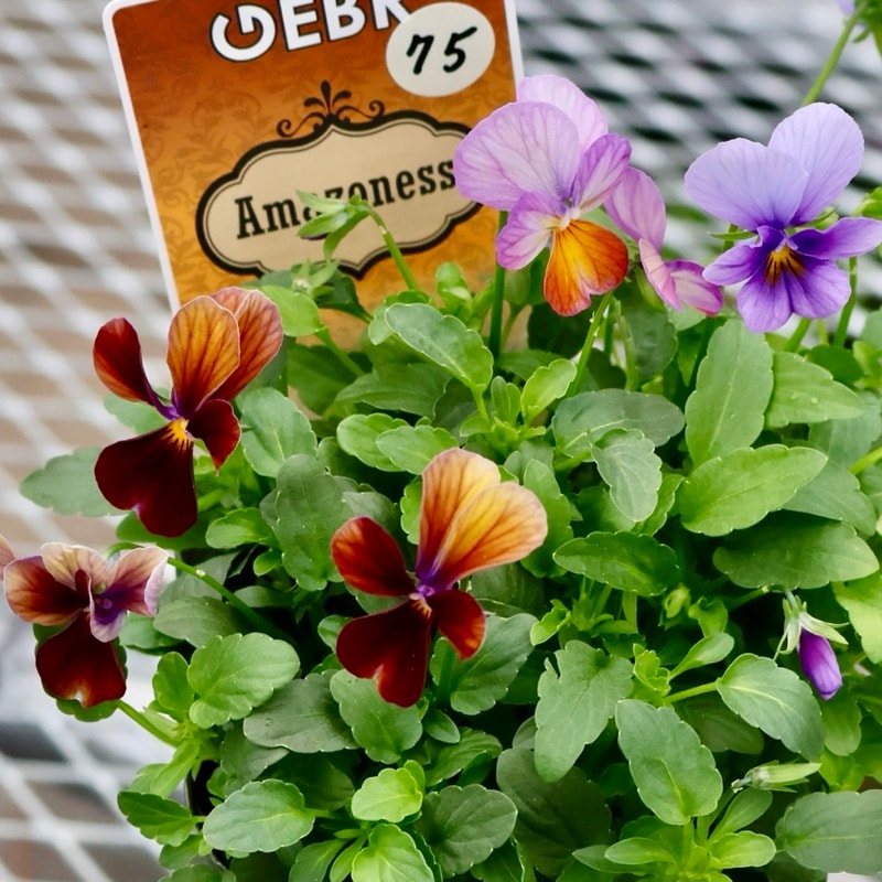 画像の現品1点限り☆ゲブラさん育種の個性派ビオラ「アマゾネス」75番