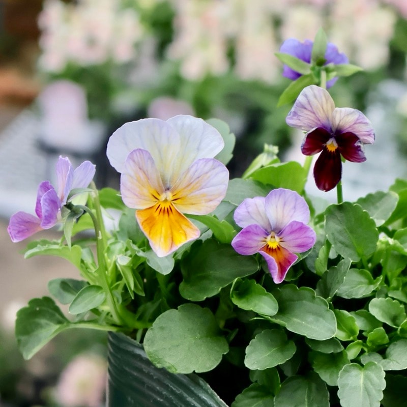 画像の現品1点限り☆ゲブラさん育種の個性派ビオラ「アマゾネス」76番