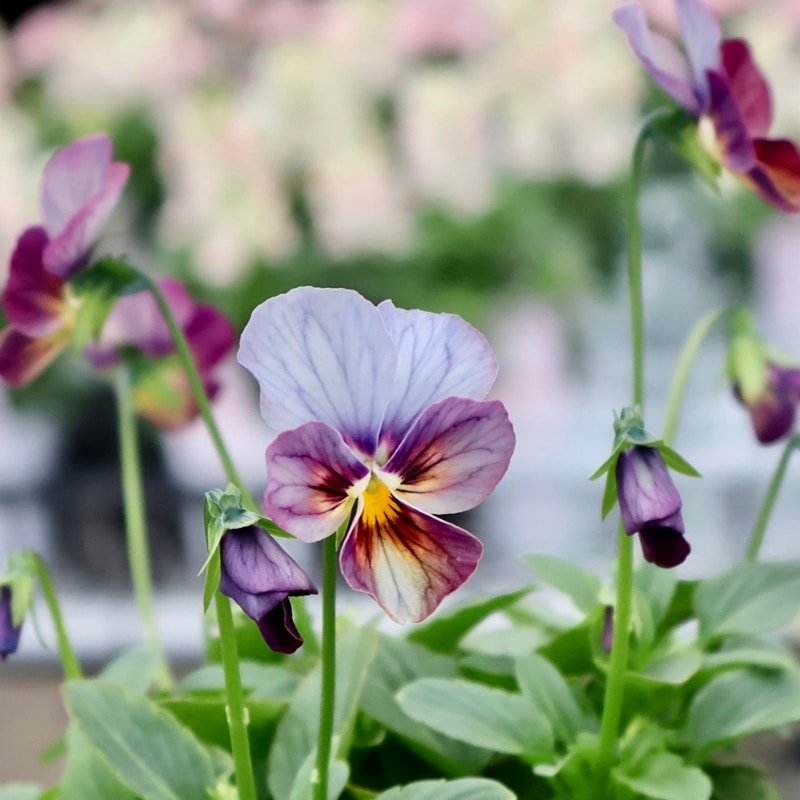 画像の現品1点限り☆ビオラ・なごみももか「しんしん」SP6(3.5号ポット)