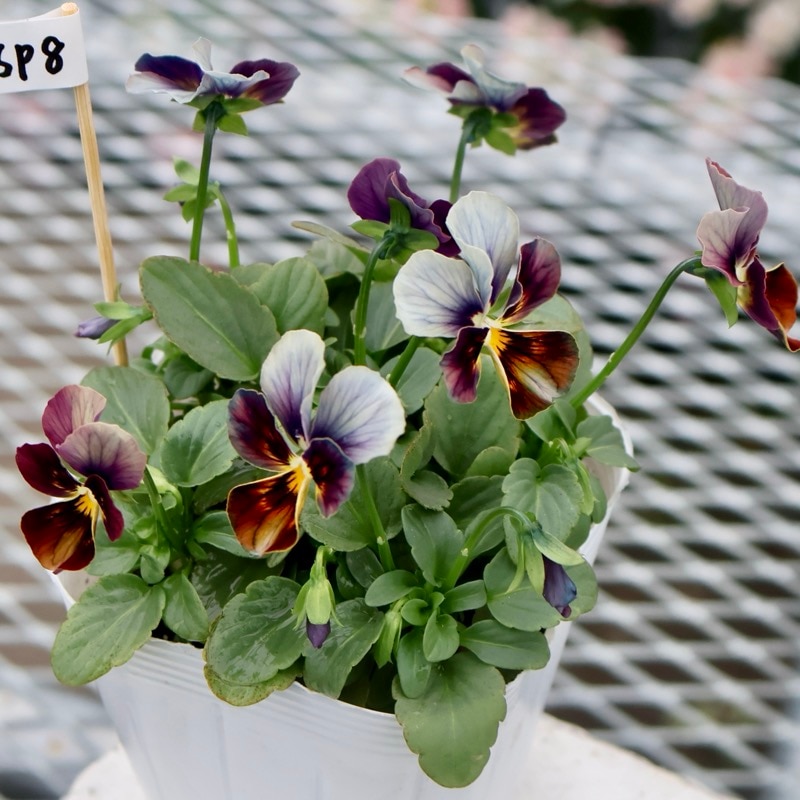 画像の現品1点限り☆ビオラ・なごみももか「しんしん」SP8(3.5号ポット)