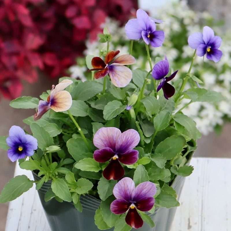 画像の現品1点限り☆ゲブラさん育種の個性派ビオラ「アマゾネス」77番