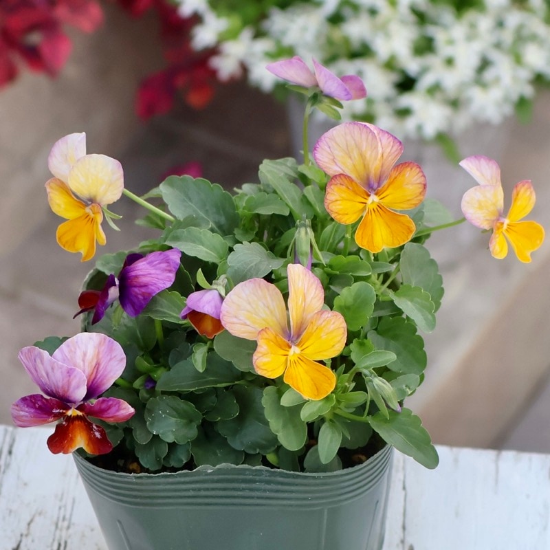 画像の現品1点限り☆ゲブラさん育種の個性派ビオラ「アマゾネス」78番