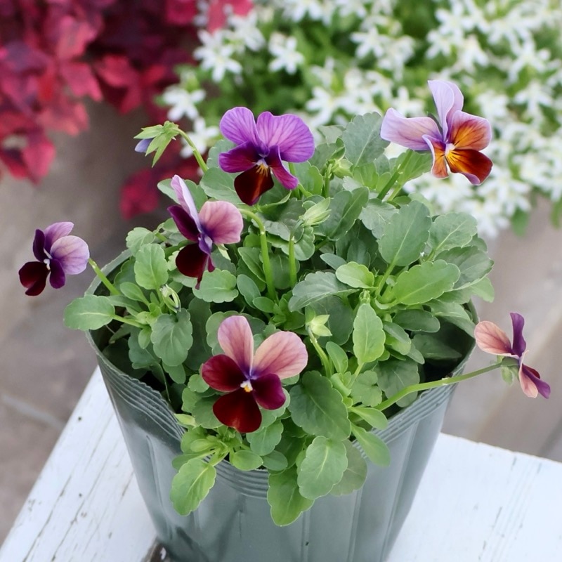 画像の現品1点限り☆ゲブラさん育種の個性派ビオラ「アマゾネス」79番