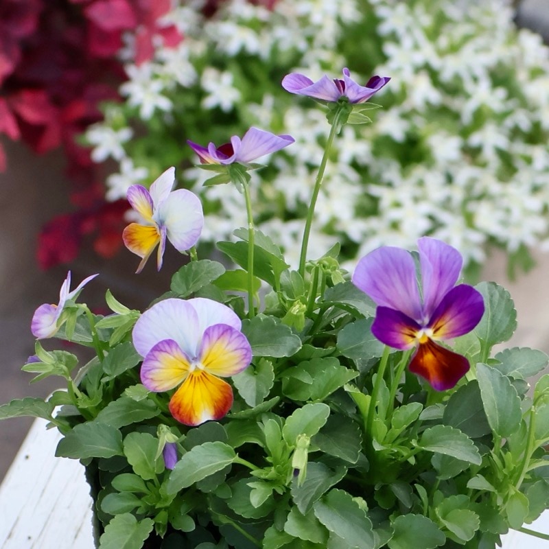 画像の現品1点限り☆ゲブラさん育種の個性派ビオラ「アマゾネス」80番