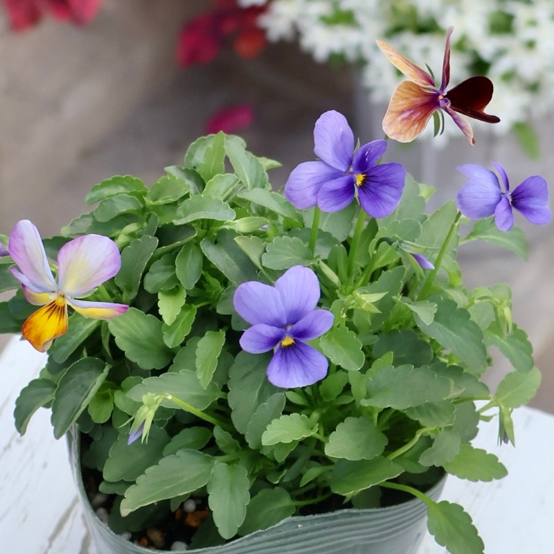 画像の現品1点限り☆ゲブラさん育種の個性派ビオラ「アマゾネス」81番