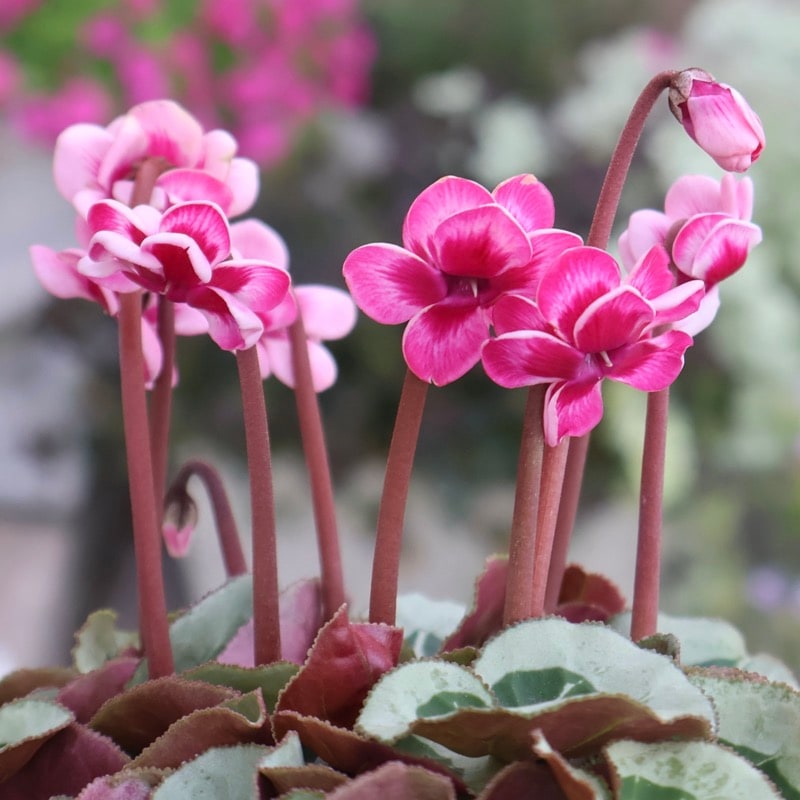 画像の現品☆八重咲きミニシクラメン「メルシー(フェアリーピコ)」＜5＞