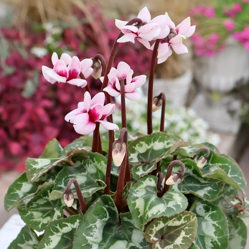 画像の現品☆八重咲きミニシクラメン「メルシー(フェアリーピコ)」＜6＞