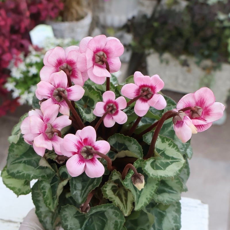 画像の現品☆八重咲きミニシクラメン「メルシー(フェアリーピコ)」＜7＞