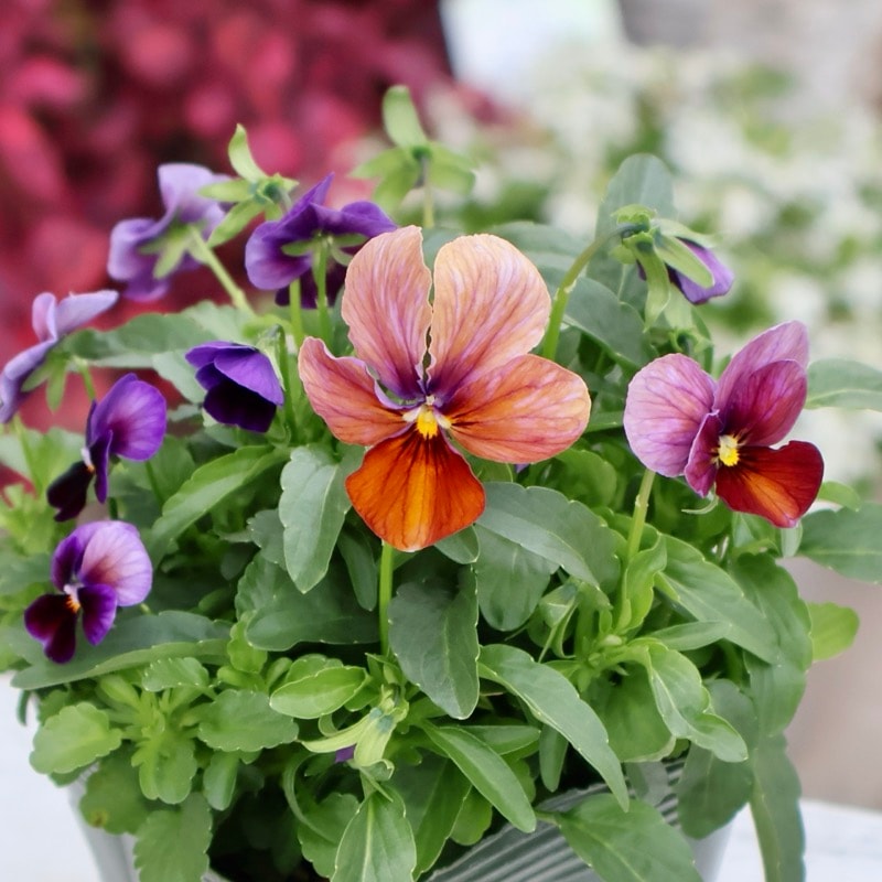 画像の現品1点限り☆ゲブラさん育種の個性派ビオラ「アマゾネス」82番