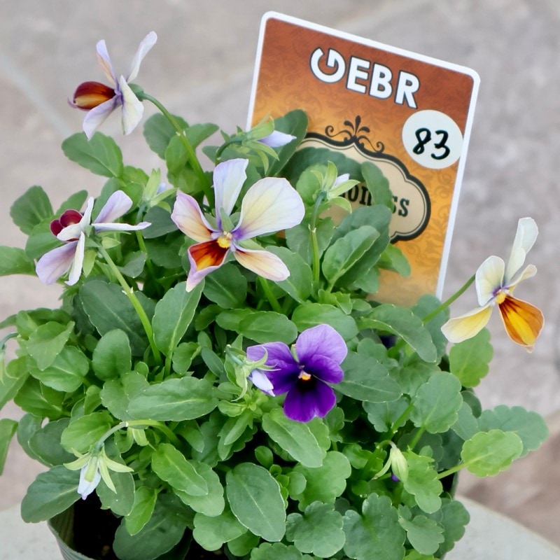 画像の現品1点限り☆ゲブラさん育種の個性派ビオラ「アマゾネス」83番