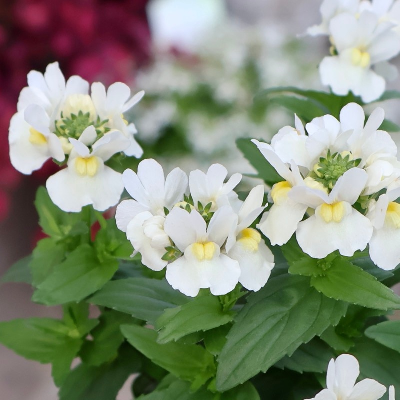 ネメシア・エッセンシャル「スノーベリー」(3号ロングポット)