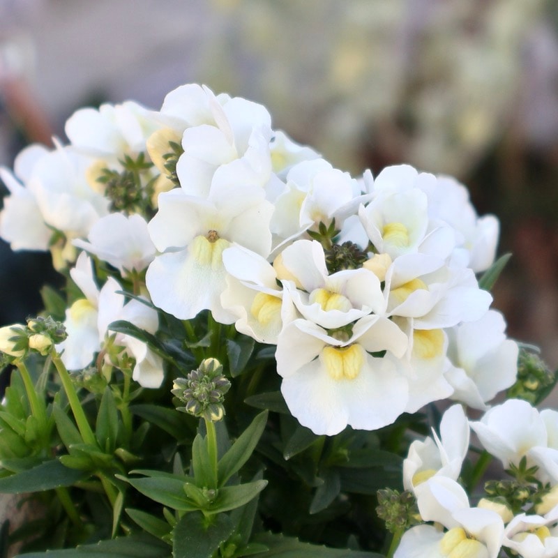 《現品1点限り》ネメシア・エッセンシャル「スノーベリー」(3号ロングポット)