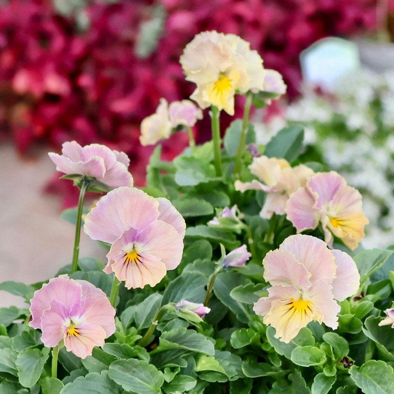 Green Farmv Village(奥田園芸)さん育種のときめきビオラ「ビリビリ」