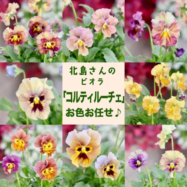この子もオススメ♪北島園芸さんのアンティークビオラ「コルティルーチェ」お色お任せ<指定不可>