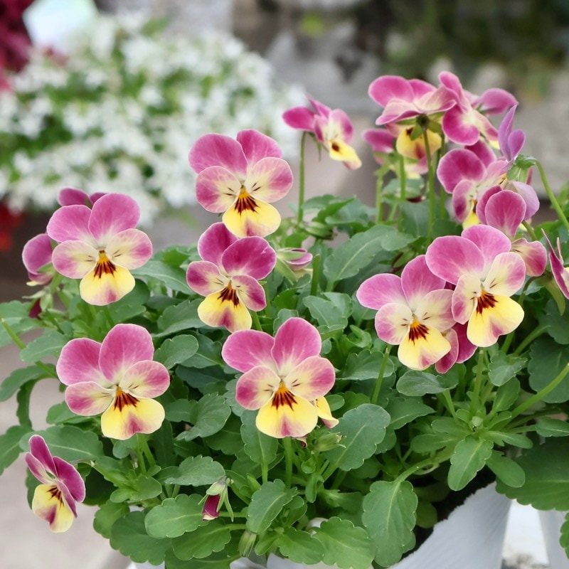 《2025年NEW・画像の現品いずれか》フラワーハーツさんの小輪ビオラ・ビオレッタ「メリーモナーク」2番