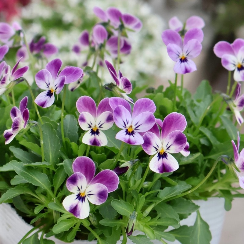 《2025年NEW・画像の現品いずれか》フラワーハーツさんの小輪ビオラ・ビオレッタ「ルビーブロッサム」2番