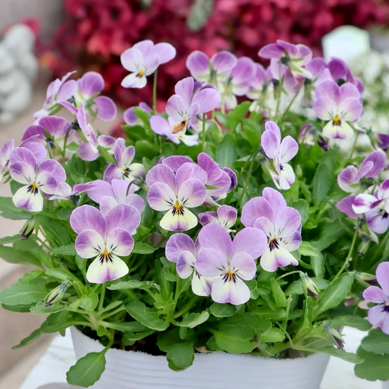 《2025年NEW・画像の現品いずれか》フラワーハーツさんの小輪ビオラ・ビオレッタ「ルビーブロッサム」3番