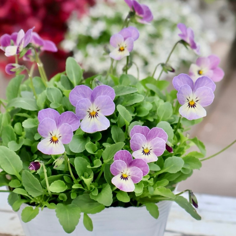 《2025年NEW・画像の現品いずれか》フラワーハーツさんの小輪ビオラ・ビオレッタ「シャイニングレープ」3番