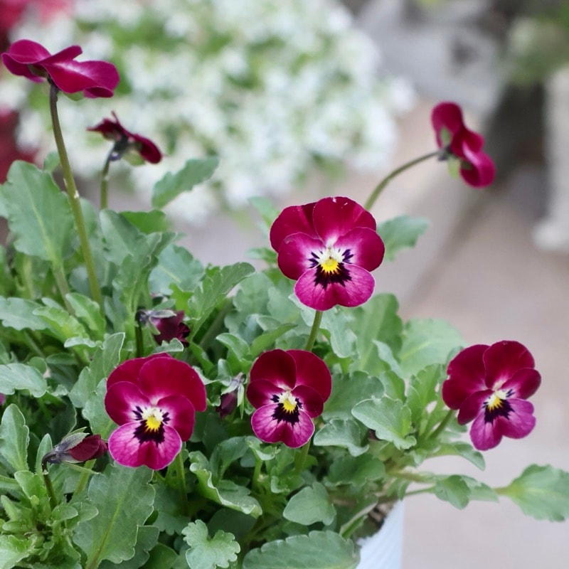 《2025年NEW・画像の現品1点限り》フラワーハーツさんの小輪ビオラ・ビオレッタ「シニョンズ」3番